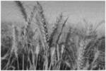 INFERIOR-ELIMINATING AND SUPERIOR-SELECTING BREEDING METHOD FOR SYNERGISTICALLY IMPROVING WHEAT YIELD AND QUALITY