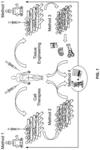 Integrated methods for precision manufacturing of tissue engineering scaffolds