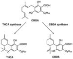 Synthetic cannabinoid compounds for treatment of substance addiction and other disorders