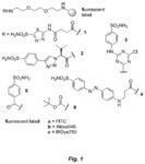 Small Molecule Drug Conjugates