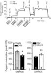 USE OF SPERMIDINE FOR THE ENHANCEMENT OF MITOCHONDRIAL RESPIRATION