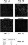 Non-human primate induced pluripotent stem cell derived hepatocytes and uses thereof