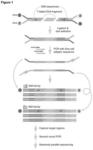 METHODS OF LOWERING THE ERROR RATE OF MASSIVELY PARALLEL DNA SEQUENCING USING DUPLEX CONSENSUS SEQUENCING