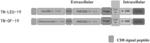 Combined chimeric antigen receptor targeting CD19 and CD20 and application thereof