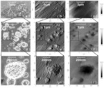METHOD AND SYSTEM FOR QUANTITATIVELY EVALUATING SURFACE ROUGHNESS OF ORGANIC PORE OF KEROGEN IN SHALE