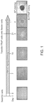 Method and composition for inducing human pluripotent stem cells