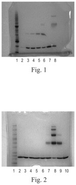 POLYMERIC ALPHA-HYDROXY ALDEHYDE AND KETONE REAGENTS AND CONJUGATION METHOD