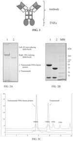 ANTIBODY-TUMOR NECROSIS FACTOR alpha FUSION PROTEIN AND ITS PREPARATION AND APPLICATIONS