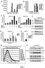 Small molecule stimulators of steroid receptor coactivator proteins and their use in the treatment of cancer