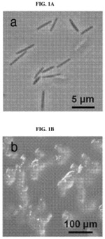 Antimicrobial compound and use thereof