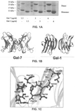 Inhibitors of prototypic galectin dimerization and uses thereof