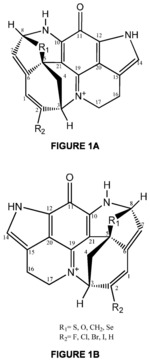 Synthetic novel pyrroloiminoquinone alkaloid and method of use