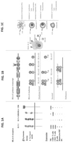Chimeric antigen receptors against multiple HLA-G isoforms