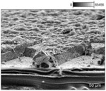 PROTECTIVE LAYERS FOR ELECTROCHEMICAL CELLS