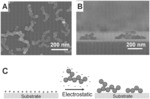 Omni-transparent and superhydrophobic coatings assembled from chain-like nanoparticles