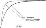 Mutant light-inducible ion channel of chrimson