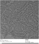 Nanoredispersible microparticles of dried cellulose nanocrystals and method of production thereof