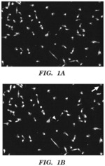 Methods of increasing satellite cell proliferation with vorinostat or bosutinib
