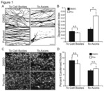 Bcl-w polypeptides and mimetics for treating or preventing chemotherapy-induced peripheral neuropathy and hearing loss