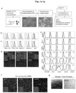 Induction of hemogenic endothelium from pluripotent stem cells by forced expression of transcription factors