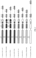 Compositions and methods related to a type-II CRISPR-Cas system in Lactobacillus buchneri