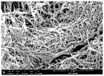 Composite biofabricated material