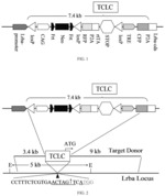 Efficient CRISPR/HDR-mediated knock-in system and method of use