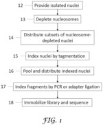 Single cell whole genome libraries and combinatorial indexing methods of making thereof