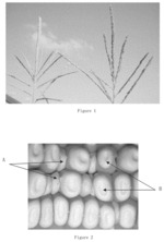 Method for propagating sterile male plant line