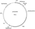 ADENO-ASSOCIATED VIRUS FOR DELIVERY OF KH902 (CONBERCEPT) AND USES THEREOF
