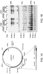 Induction of protective immunity against antigens