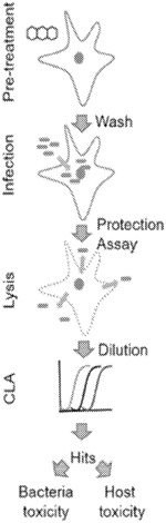 IDENTIFICATION OF HOST-TARGETING MODULATORS OF BACTERIAL UPTAKE AND ASSAY FOR QUANTIFYING INTRACELLULAR BACTERIA
