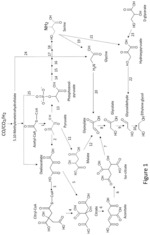 MICROORGANISMS AND METHODS FOR THE BIOLOGICAL PRODUCTION OF ETHYLENE GLYCOL