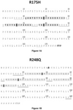 Anti-p53 antibodies
