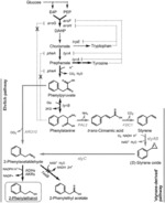 Microbial production of 2-phenylethanol from renewable substrates