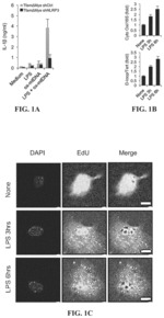 Methods for treating NLRP3 inflammasome-associated diseases, and methods of identifying agents useful therefor