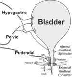 State-dependent peripheral neuromodulation to treat bladder dysfunction