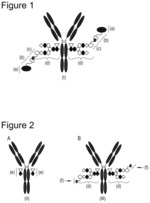 Antibody-drug conjugates comprising substituted benzo[e]pyrrolo[1,2-α][1,4]diazepines