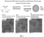 Elimination of hepatitis b virus with antiviral agents