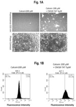 Rationally-designed synthetic peptide shuttle agents for delivering polypeptide cargos from an extracellular space to the cytosol and/or nucleus of a target eukaryotic cell, uses thereof, methods and kits relating to same