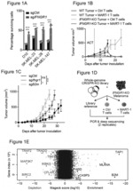 TWEAK-receptor agonists for use in combination with immunotherapy of a cancer