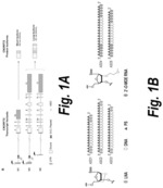 Anti-C9ORF72 oligonucleotides and related methods