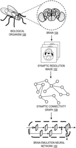 Training artificial neural networks based on synaptic connectivity graphs