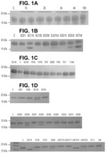 Enzymes and methods for cleaving n-glycans from glycoproteins