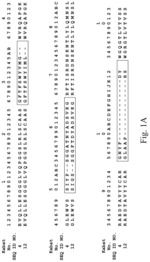 Human anti-VEGFR-2/KDR antibodies
