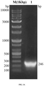 DNA aptamer specifically binding to TB7.7, and use thereof