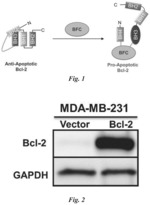 SMALL MOLECULE BCL-2 FUNCTIONAL CONVERTERS AS CANCER THERAPEUTICS