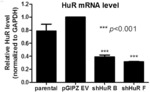 THERAPEUTIC USES OF INHIBITORS OF THE RNA-BINDING PROTEIN HuR