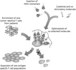 SCAFFOLDS WITH STABILIZED MHC MOLECULES FOR IMMUNE-CELL MANIPULATION