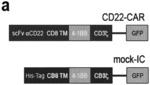 CD22 TARGETING-MOIETY FOR THE TREATMENT OF B-CELL ACUTE LYMPHOBLASTIC LEUKEMIA (B-ALL)